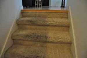 same day carpet cleaning in anaheim